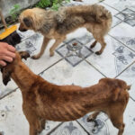 Cachorros são resgatados em situação de maus-tratos em Manaus; tutor é preso após denúncia