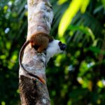 Símbolo de Manaus, sauim-de-coleira tem habitat reduzido a cada ano