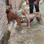 Homem é preso por maus-tratos a pitbulls; animais foram resgatados e levados a uma ONG para atendimento