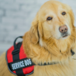 Justiça determina que empresa aérea transporte de cão de suporte emocional em cabine