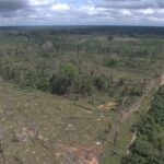 Ipaam aplica multa de R$ 5,4 milhões por desmatamento ilegal na Floresta Estadual de Tapauá