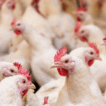 Gripe aviária: 16 países suspendem restrições à carne brasileira 