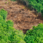 Apenas 7% de ações judiciais de grilagem na Amazônia têm condenação