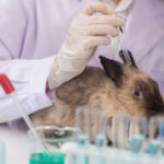 Lula sanciona lei que proíbe uso de animais em testes cosméticos