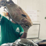 Feira do Tambaqui oferta 9 toneladas de pescado em Manaus no próximo fim de semana