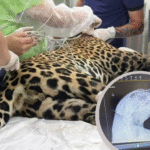 Onça-pintada resgatada no rio Negro foi atingida por mais de 30 tiros de chumbinho