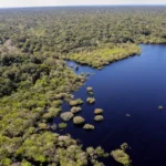 Amazônia e Cerrado registram queda de 11% no desmatamento