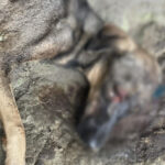 Mulher é presa por maus-tratos a cães em Manaus; um dos animais apresentava sinais de “intensa dor”