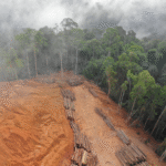 MPF firma acordo com fazenda no Amazonas para recuperação de área desmatada ilegalmente