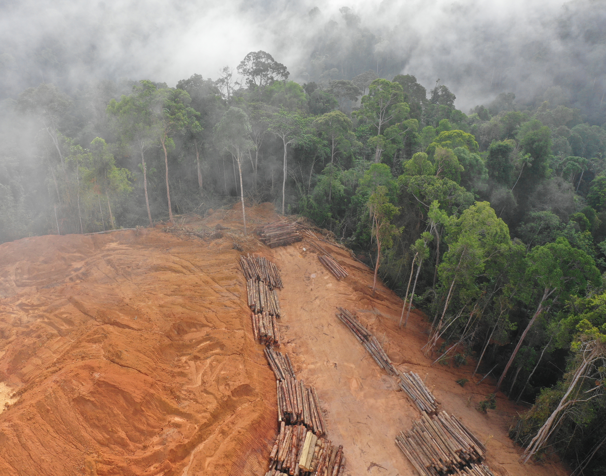 Área desmatada na Amazônia - Foto: Canva / Banco de Imagens