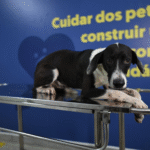 Hospital Público Veterinário do Amazonas realiza 70 mil procedimentos em dois meses