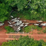 Amazônia: Funai solicita apoio da PF para investigar emboscada em terra indígena no Pará