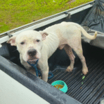 Homem é preso no interior do Amazonas por tráfico de drogas e maus-tratos a animais