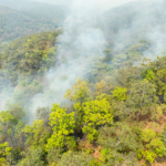 Amazônia tem menor volume de queimadas em 28 anos, mas focos disparam 145% em 2026
