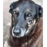 Caso Orelha: o que se sabe até agora sobre a morte do cão em SC