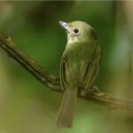 Criação e comercialização irregular de aves silvestres entram na mira do MP do Amazonas