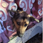 Cachorro fica com a cabeça presa em mureta de residência e Bombeiros são acionados para o resgate