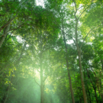 MPF questiona na Justiça projetos de carbono no Amazonas por violação a direitos de comunidades tradicionais