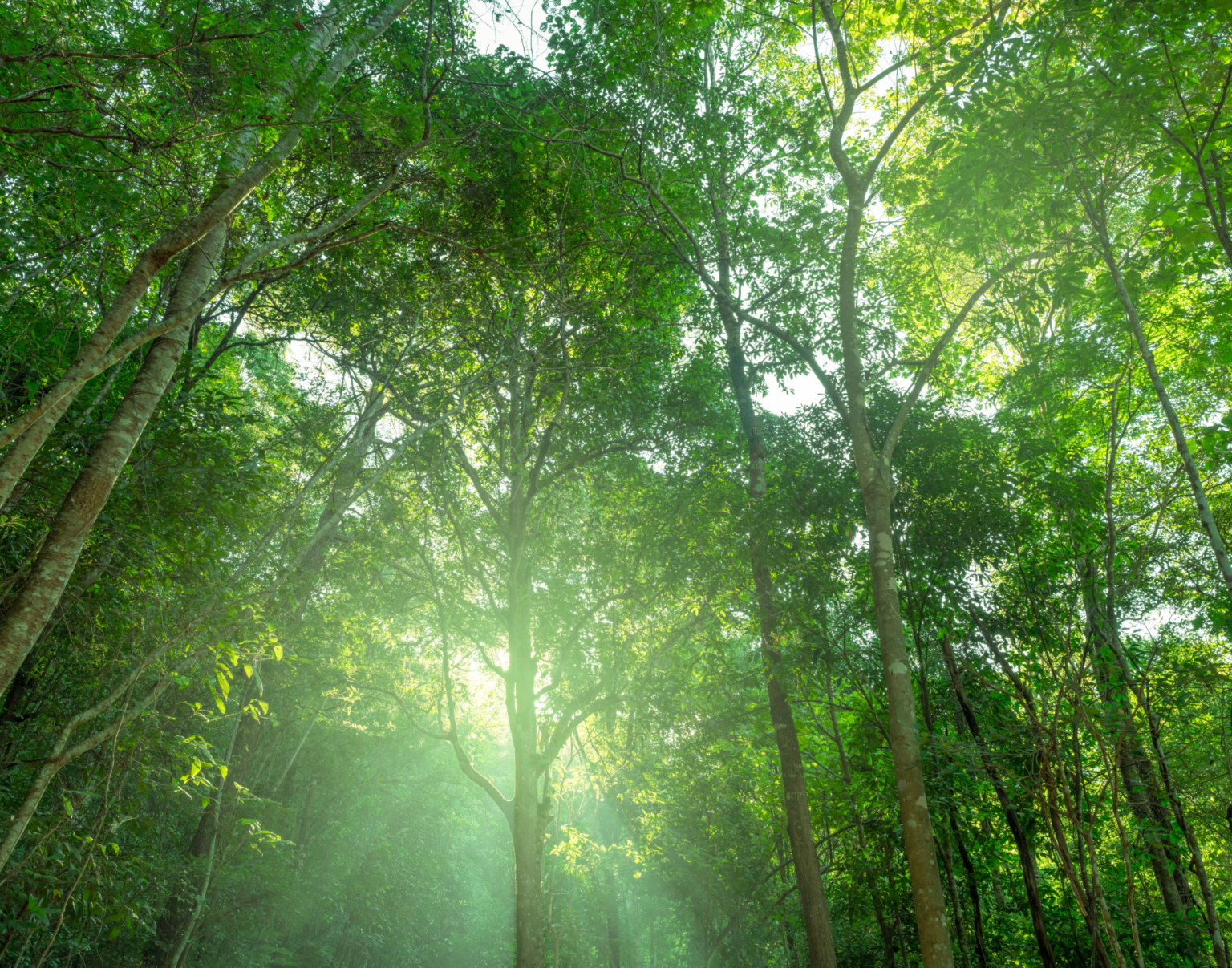 MPF questiona na Justiça projetos de carbono no Amazonas por violação a direitos de comunidades tradicionais