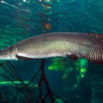 Ibama declara pirarucu como espécie exótica fora da Amazônia