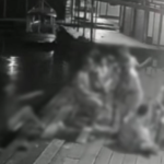 Suspeito de empurrar homem de flutuante em Manacapuru é preso em Tapauá, no Amazonas