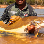 COP15 aprova maior proteção de bagres gigantes da Amazônia e ariranhas
