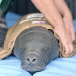 Filhote de peixe-boi ferido por arpão é resgatado em Itacoatiara