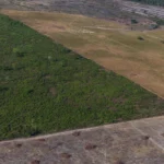 Amazônia fecha primeiro trimestre de 2026 com queda de 17% no desmatamento