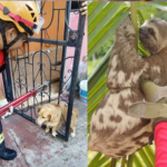 Mais de 1,6 mil animais foram resgatados pelo Corpo de Bombeiros do Amazonas em 2025