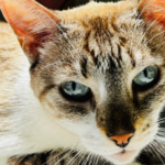 Senado aprova guarda compartilhada de animais de estimação e texto vai à sanção presidencial