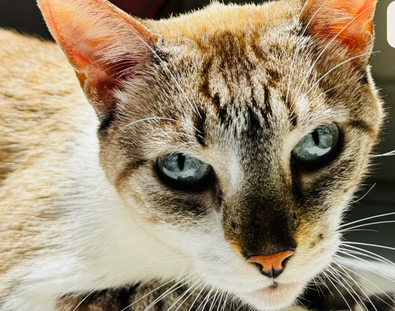 Senado aprova guarda compartilhada de animais de estimação e texto vai à sanção presidencial