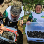 Sema realiza soltura de mais de 2,5 mil quelônios no sul do Amazonas