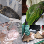 Mais de 50 animais silvestres são resgatados em Manaus durante operação de combate a cativeiros ilegais