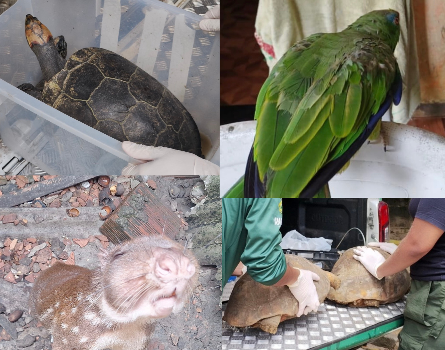 Mais de 50 animais silvestres são resgatados em Manaus durante operação de combate a cativeiros ilegais