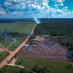 Observatório do Clima pede na Justiça anulação de editais do Dnit para BR-319