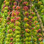 Em Silves, associação de produtores rurais assistida dá início à colheita de café com estimativa de 147 sacas por hectare