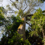 Ações de conservação ambiental e combate às mudanças climáticas ganham destaque no Dia Mundial do Meio Ambiente