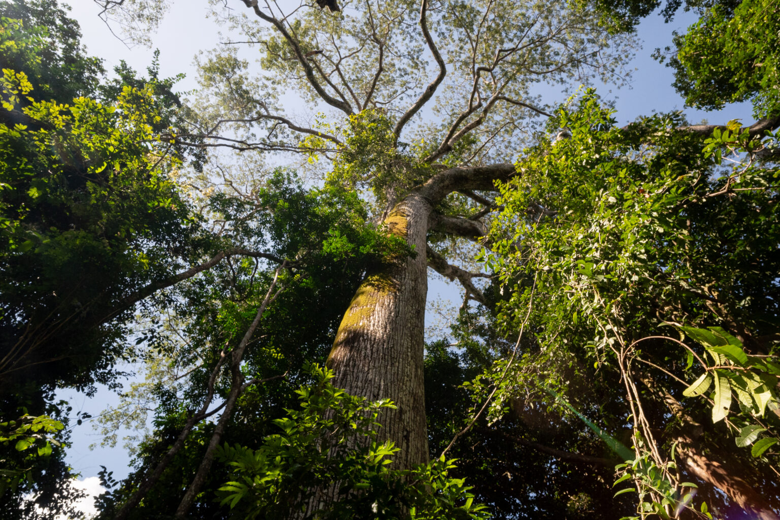 Ações de conservação ambiental e combate às mudanças climáticas ganham destaque no Dia Mundial do Meio Ambiente