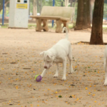 Lei torna crime exercício ilegal da medicina veterinária 