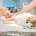 Sepet oferece mais de 450 vagas para castração gratuita de animais no Educandos e em Petrópolis