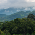Colômbia perde 5,68 milhões de hectares de floresta em 40 anos, revela coleção lançada pelo MapBiomas