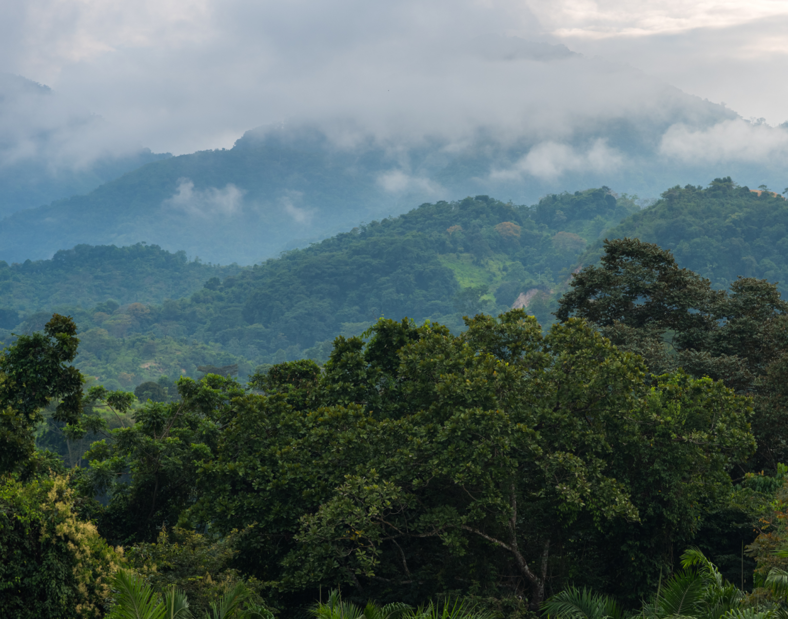 Colômbia perde 5,68 milhões de hectares de floresta em 40 anos, revela coleção lançada pelo MapBiomas