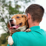 Custódia compartilhada de pets após divórcio: saiba mais sobre a nova legislação