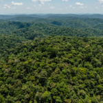 Mais de 80% das áreas protegidas da Amazônia tiveram desmatamento zero no primeiro semestre