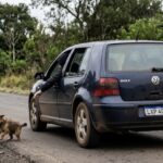 Câmara aprova suspensão da carteira de motorista de quem abandona animal na rua