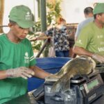 Feira do Tambaqui oferece 8 toneladas de pescado em Manaus no próximo sábado