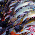 Amazonas apresenta ao Ministério da Pesca demanda por auxílio a pescadores artesanais