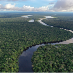 Após vitória de Lula, Países Baixos anunciam US$ 500 milhões para o Fundo Florestas Tropicais para Sempre