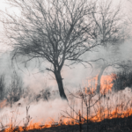 Ibama combate 20 incêndios no Amazonas e envia mais 40 brigadistas e três aeronaves ao estado